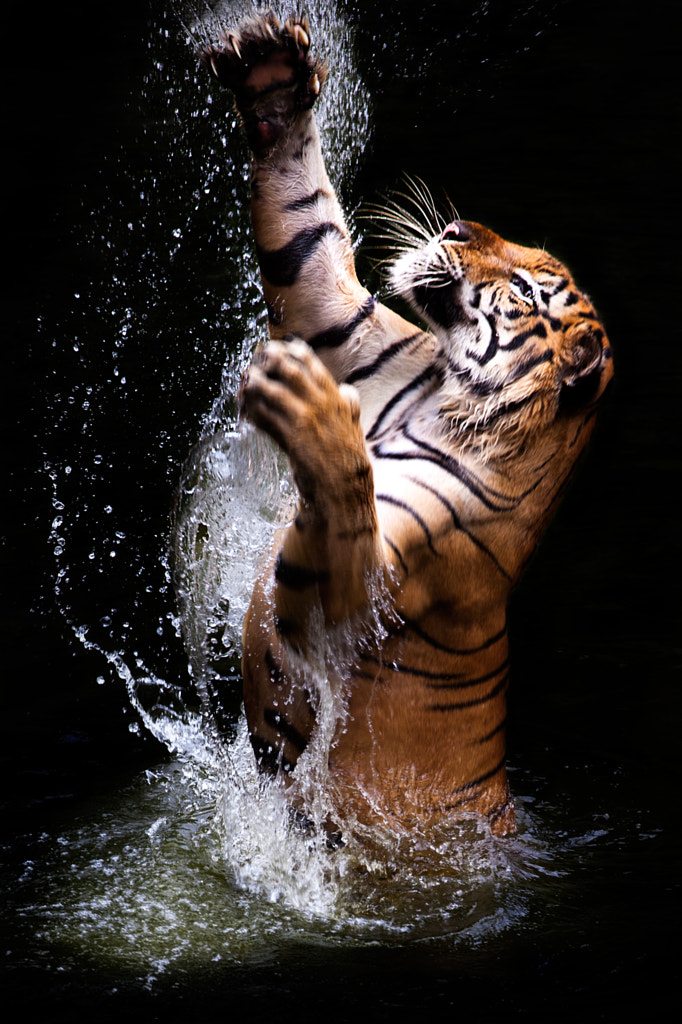 tiger in water by Ivan Lee on 500px.com
