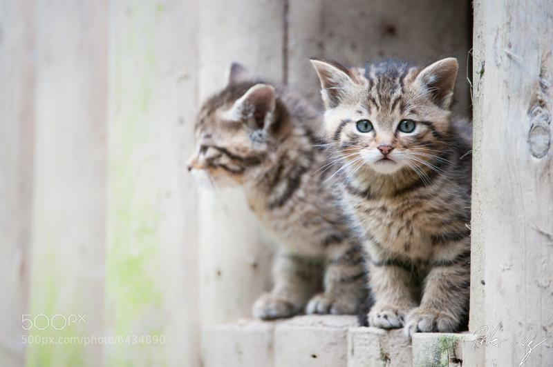 Wildcat Babies by Peter Wey
