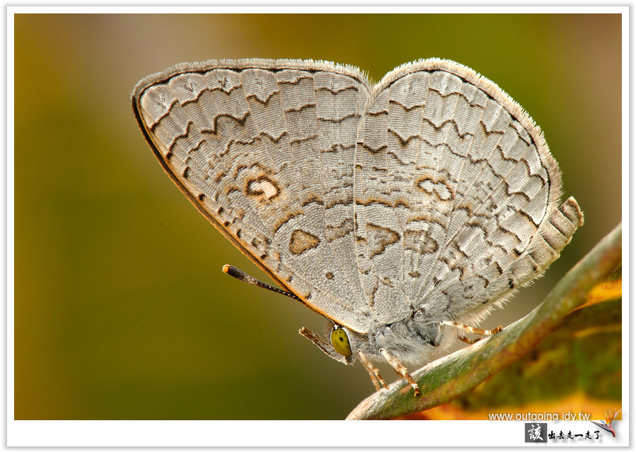 白紋黑小灰蝶 Spalgis Epeus Dilama By 該出去走一走了outgoing 500px