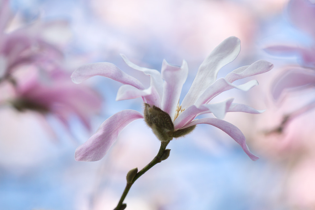 Magnolia by Teuni Stevense on 500px.com