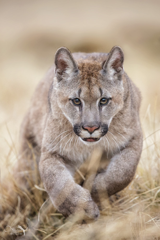 in view by Marion Vollborn on 500px.com