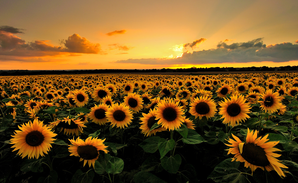 Field of Suns by Mark Andreas Jones on 500px.com