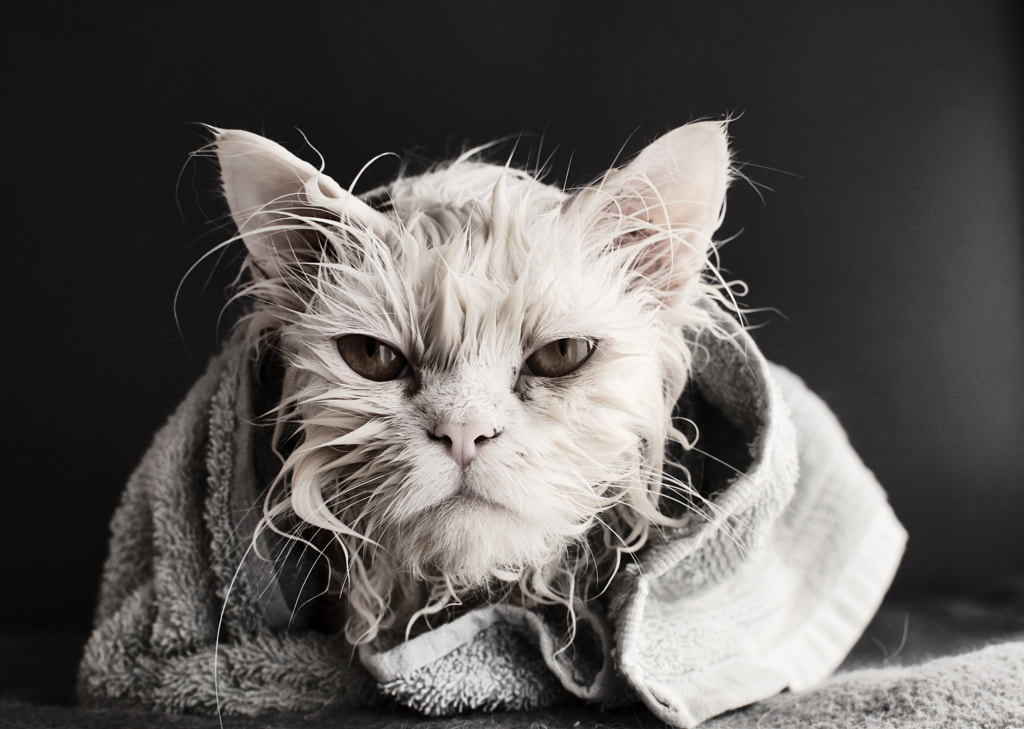 Cat after a bath by Dusica Paripovic on 500px.com