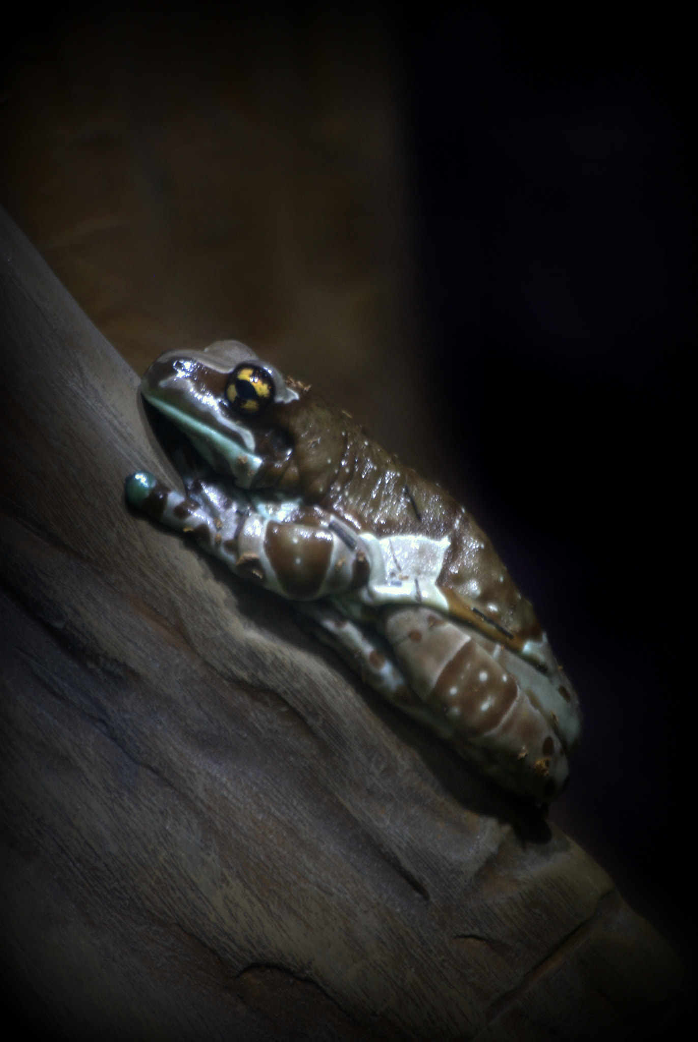 Chilling Frog