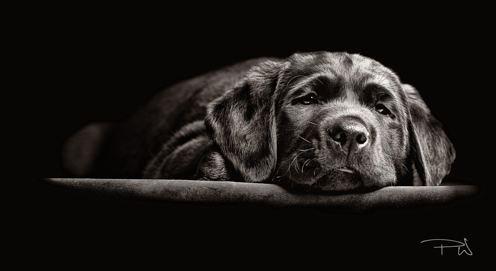 Hearing Dog Puppy "Guy" by Paul Wilkinson on 500px.com