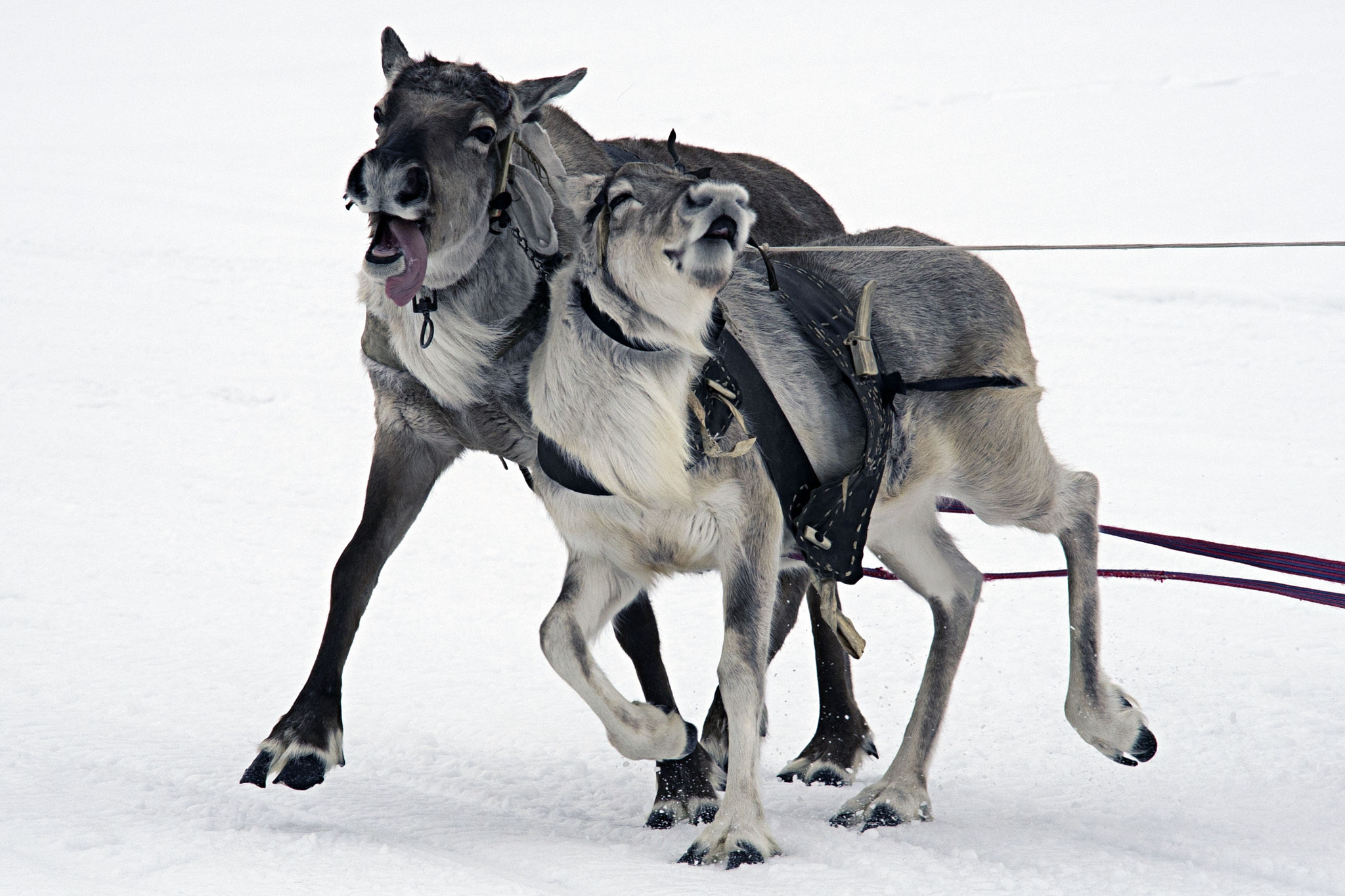 v2?sig=03686be61c83371375eb3edd41f31e4df90bdc583ed38ad364abcedcd0c37c11