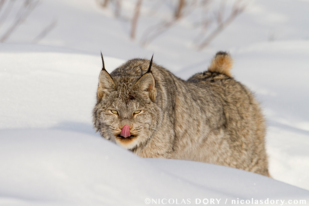 Stretching lynx after nap time by Nicolas Dory on 500px.com