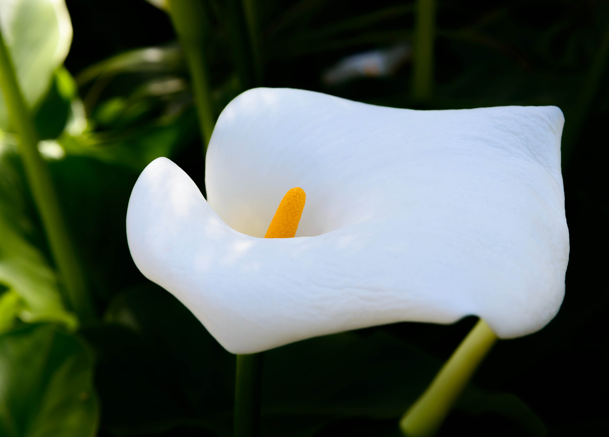 Calla lily