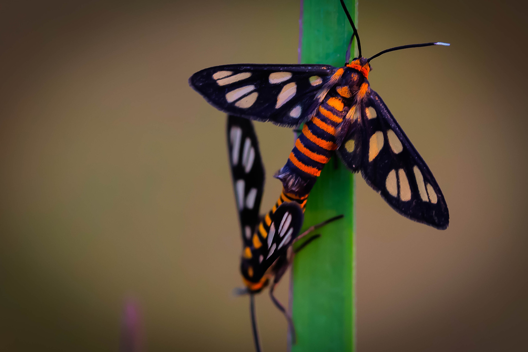 8 dots Moth