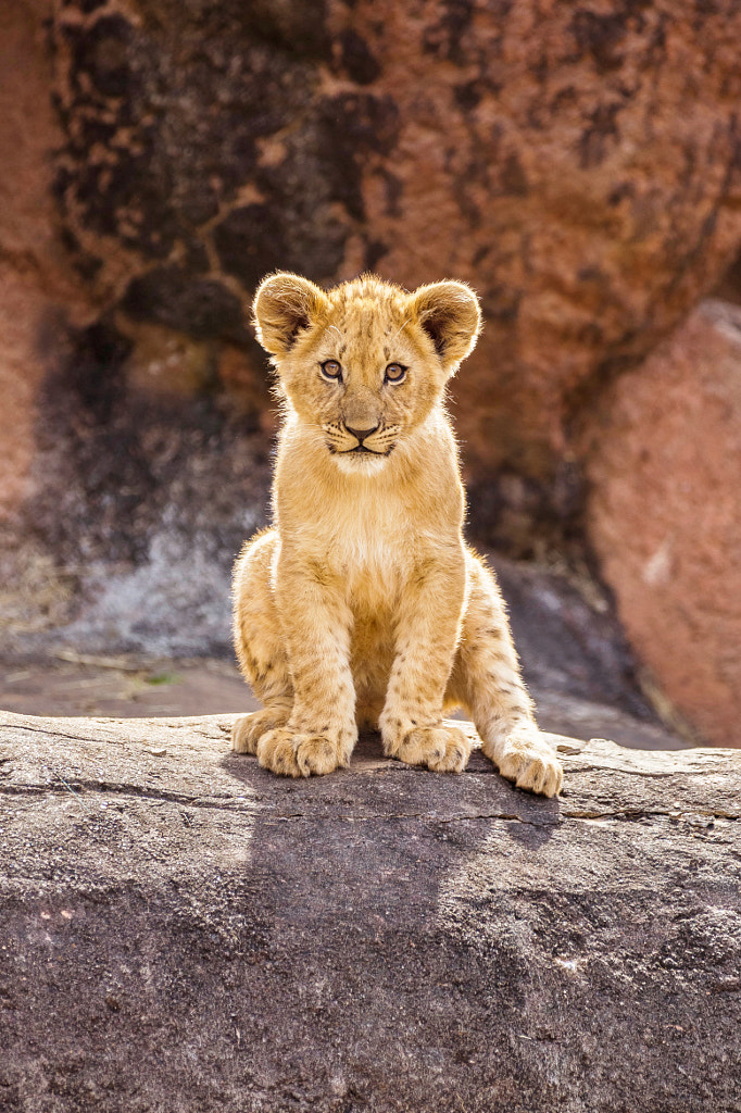 Download Curious Lion Cub by Aric Jaye / 500px