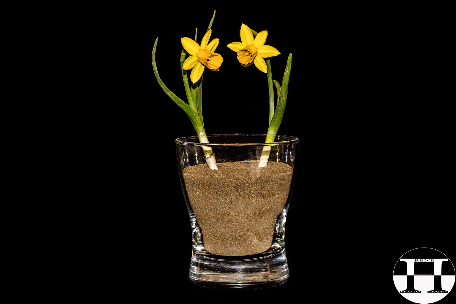 Two Daffodils In A Glass