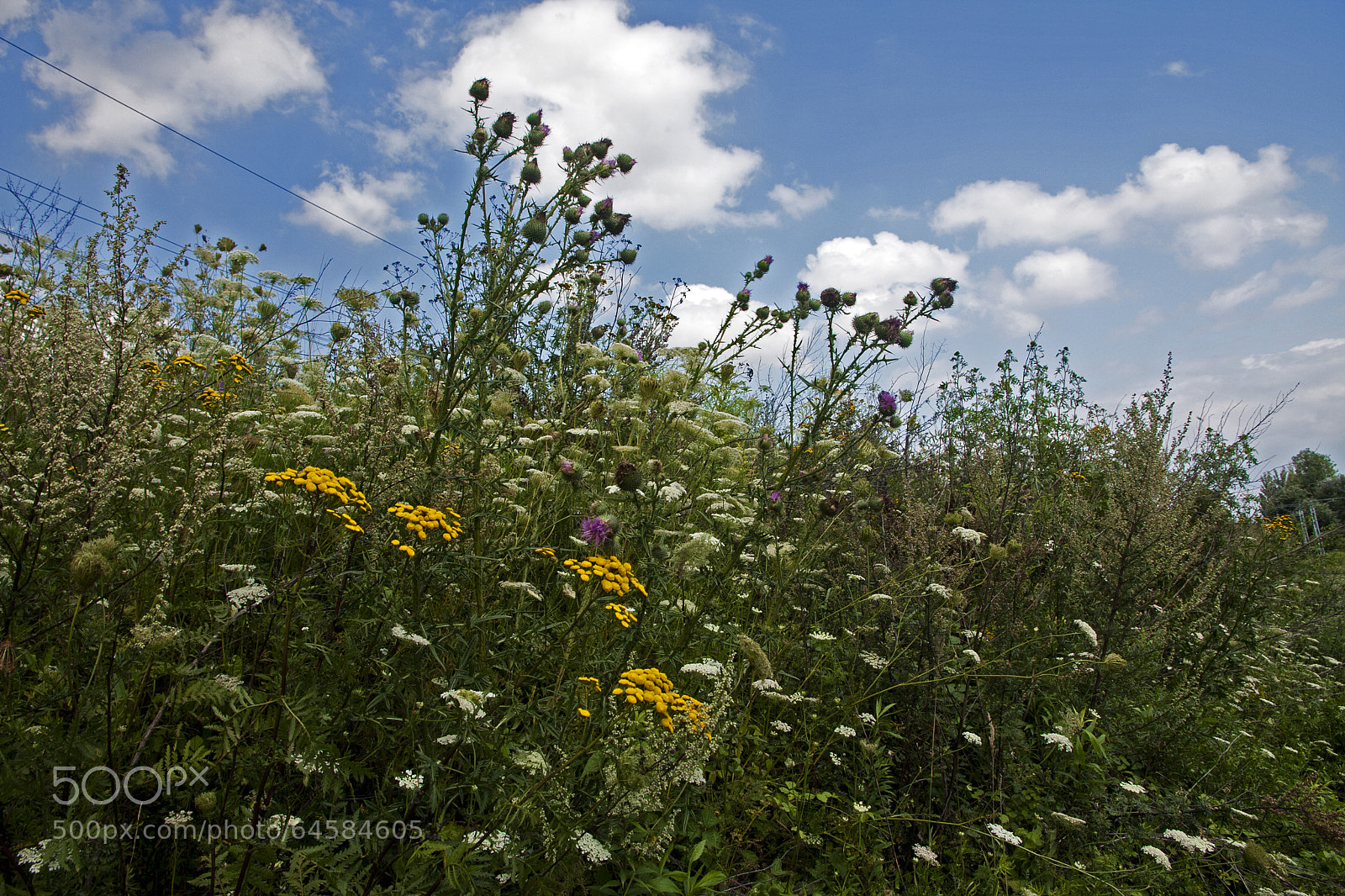 Canon EOS 40D sample photo. Invasion photography