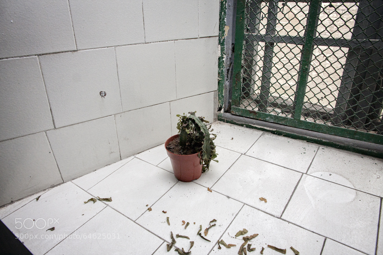 Canon EOS 40D sample photo. I don't see trees photography