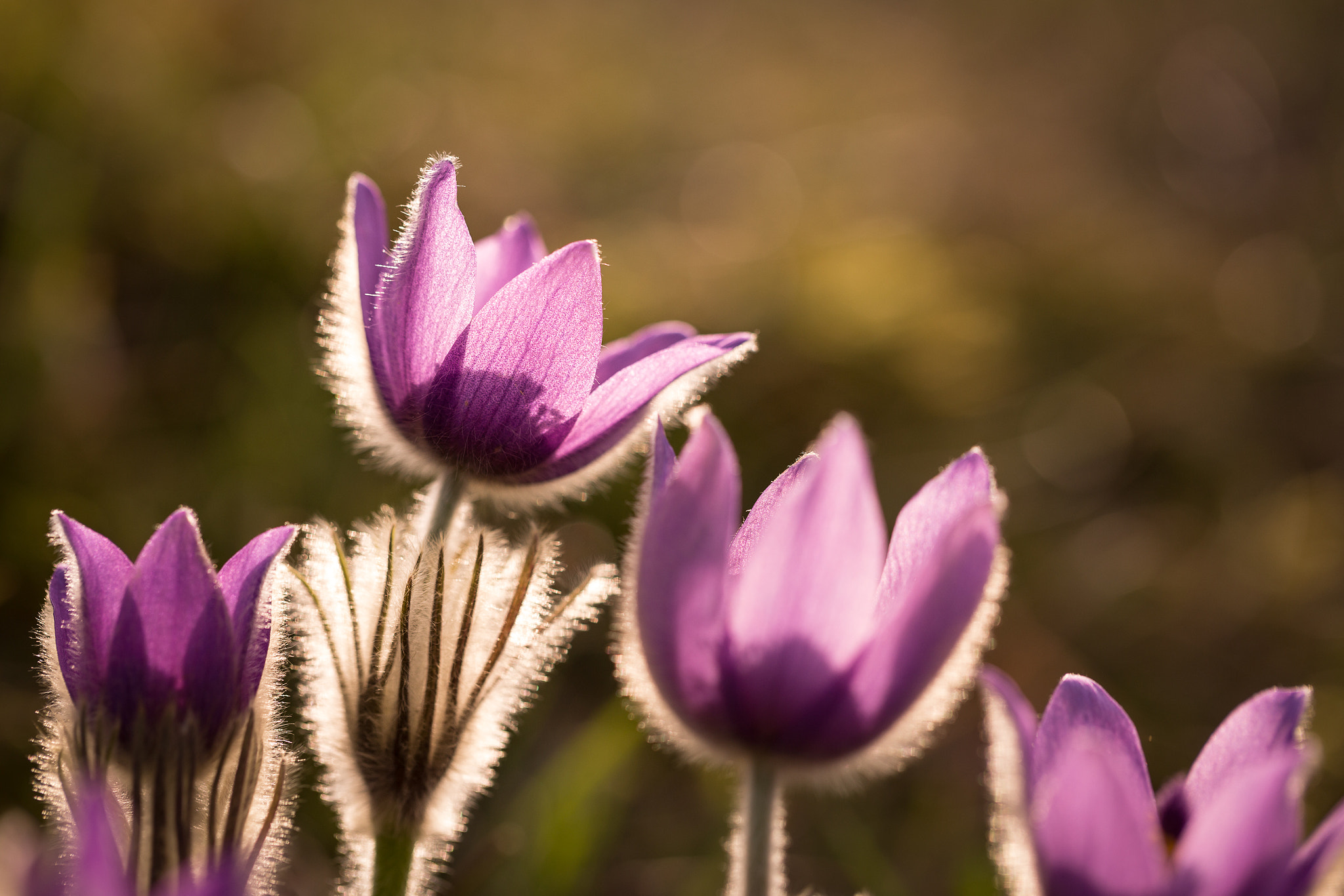 flower mountain