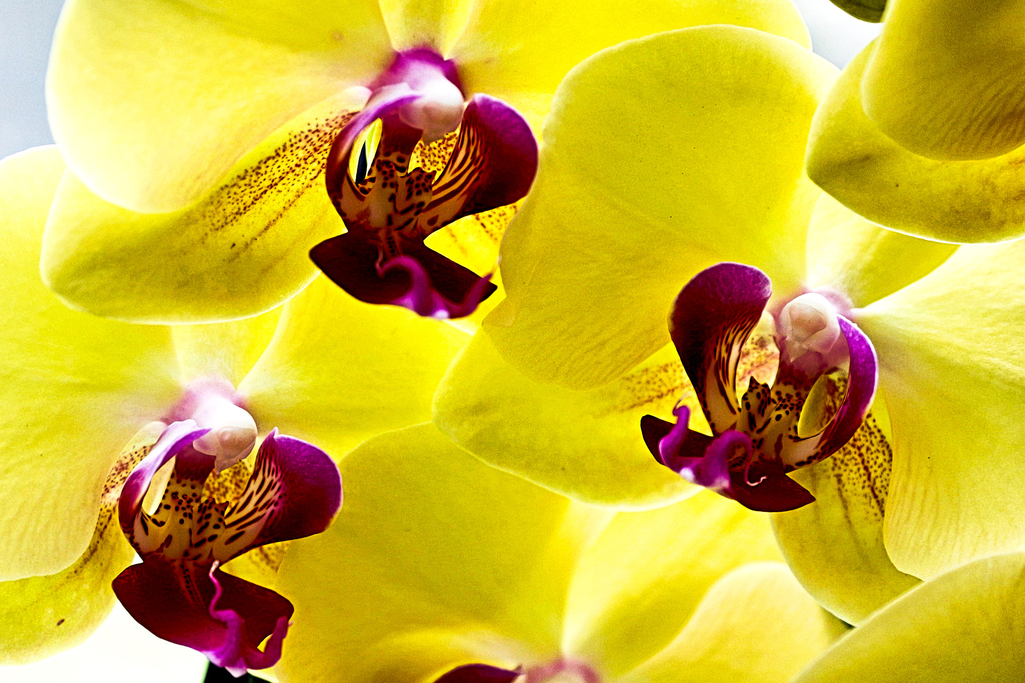yellow Phalaenopsis #  1
