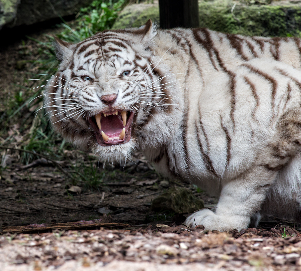Angry white tiger by Jean Claude Sch Photo 64708225 500px Angry white tiger by Jean Claude Sch Photo 64708225 500px