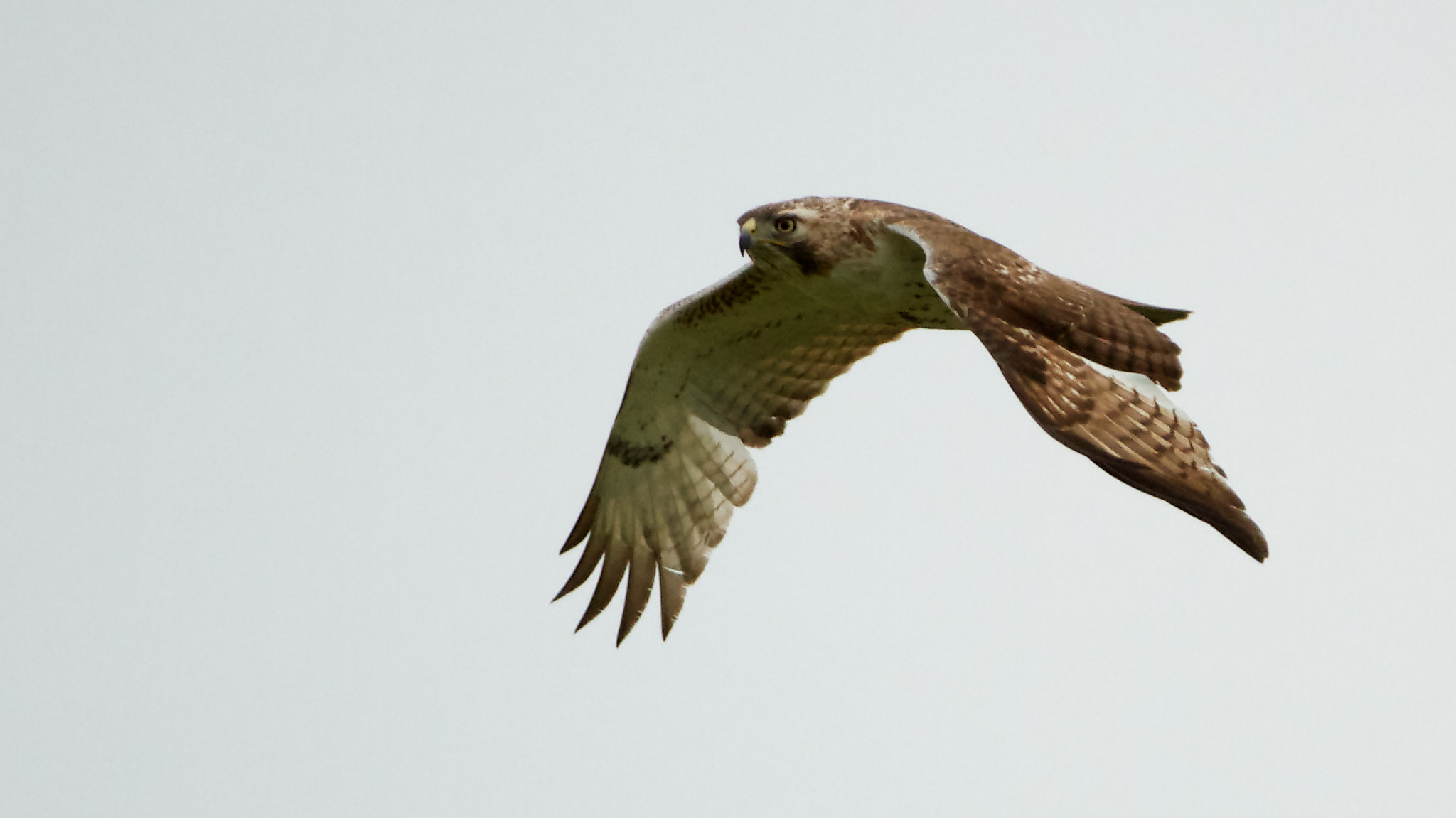 Canon EF 200-400mm F4L IS USM Extender 1.4x sample photo. Bird of prey photography