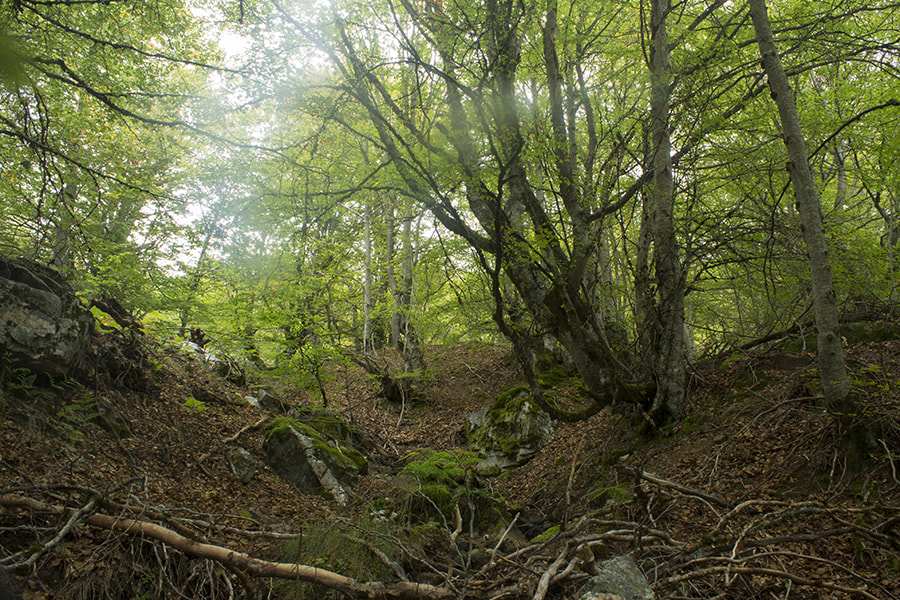 bosque verde