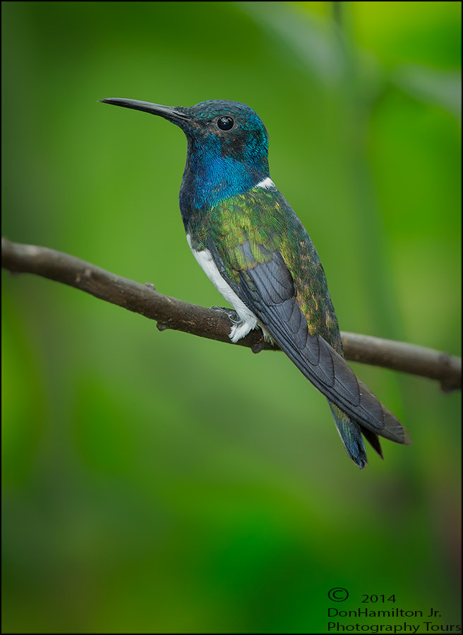 White Necked Jacobin
