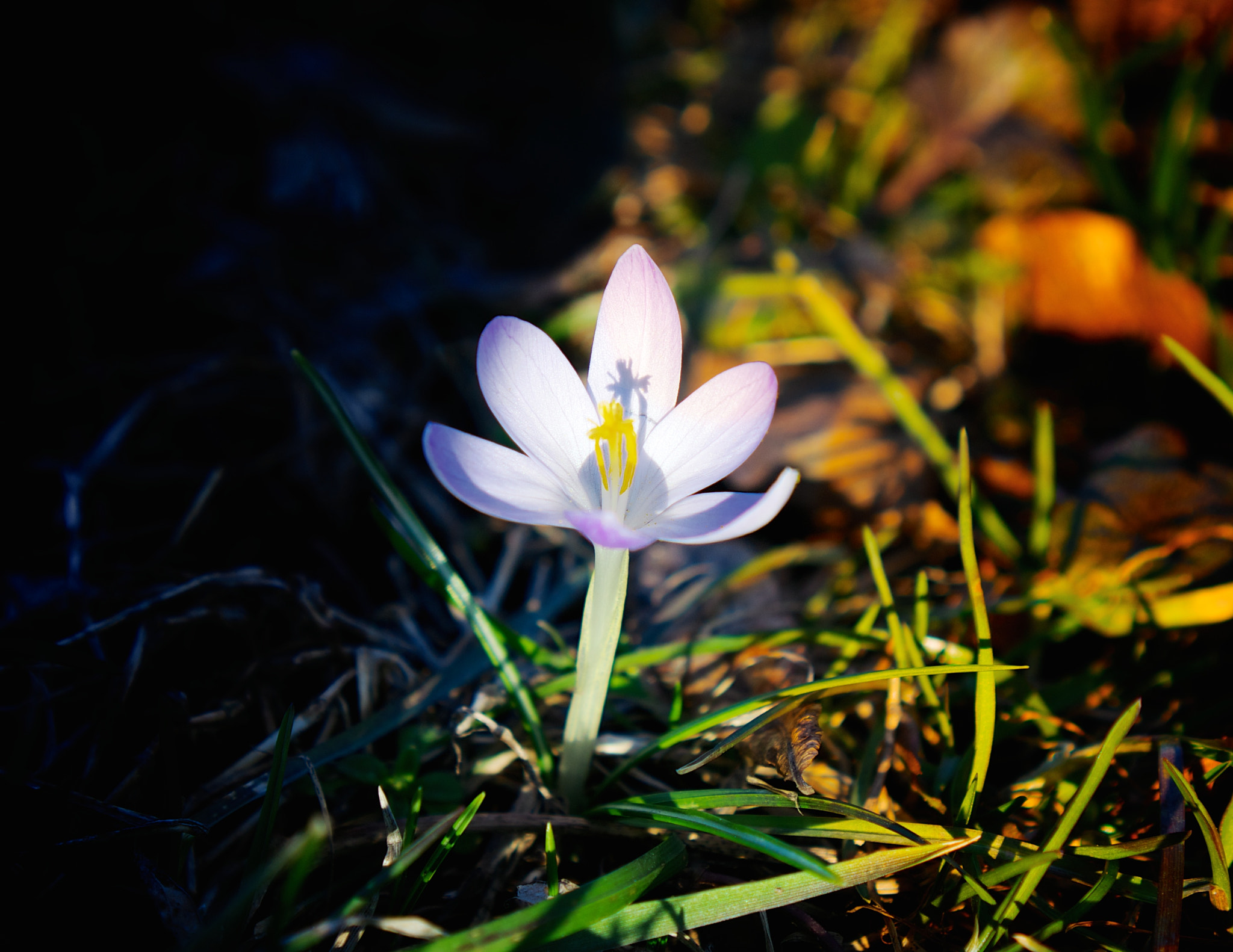 First Buds of Spring