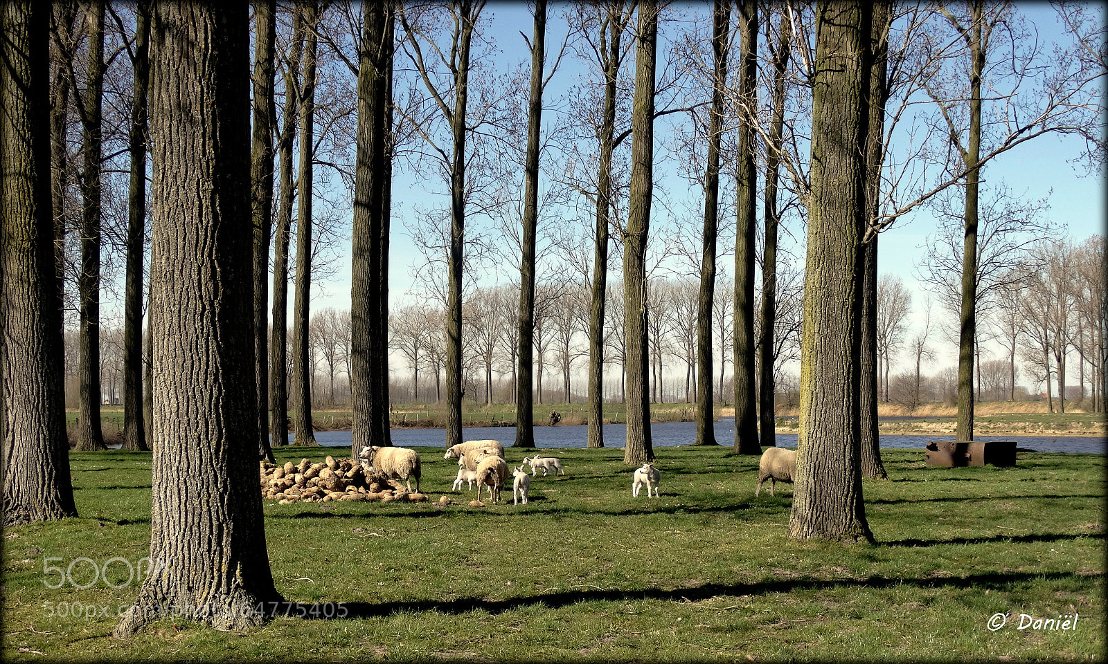 Sony Cyber-shot DSC-HX300 sample photo. Lammer time ... .. . photography