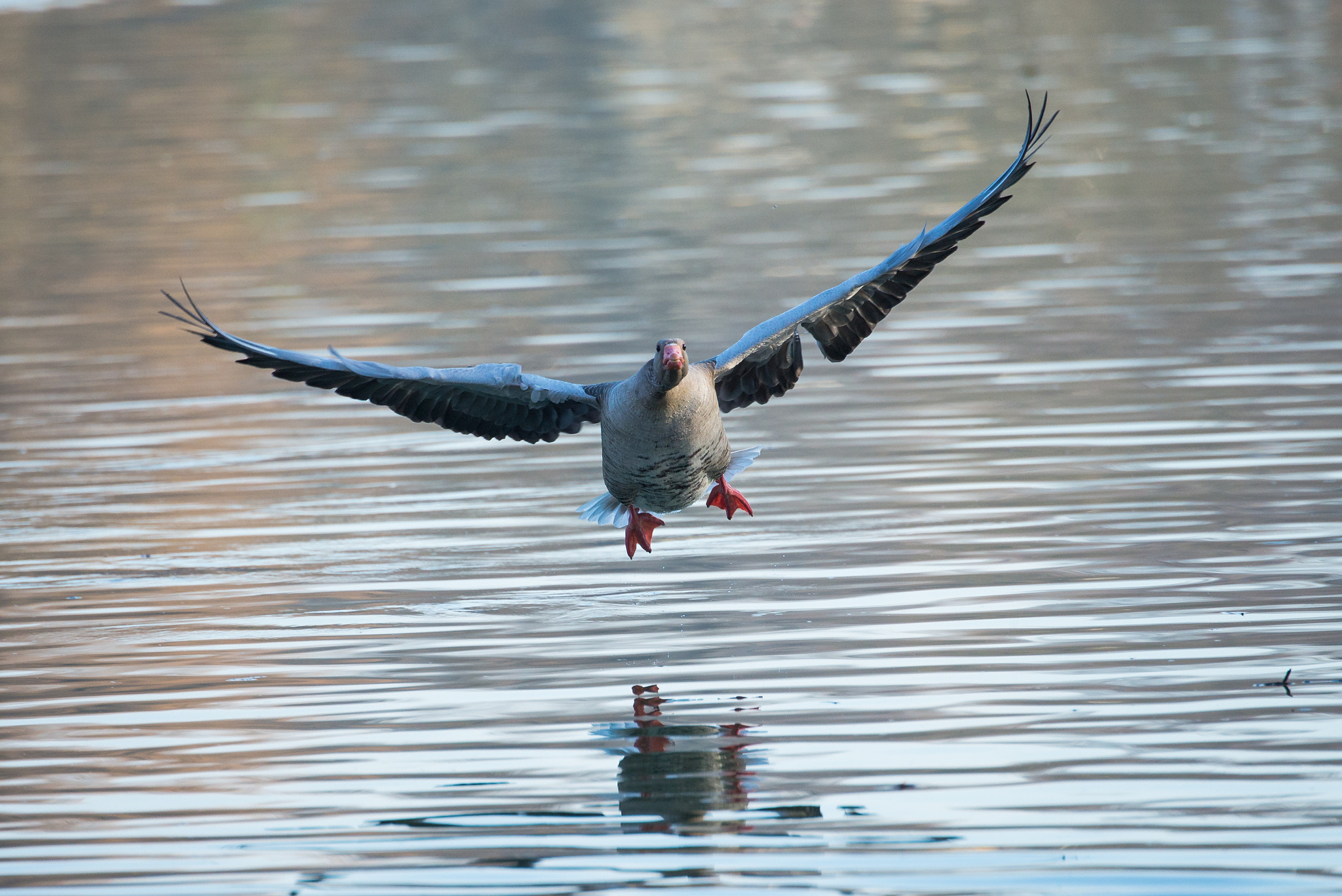 Nikon D600 sample photo. Greylag goose landing photography