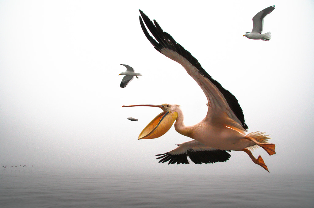 Pelican, Namibia by Romulo Rejon on 500px.com