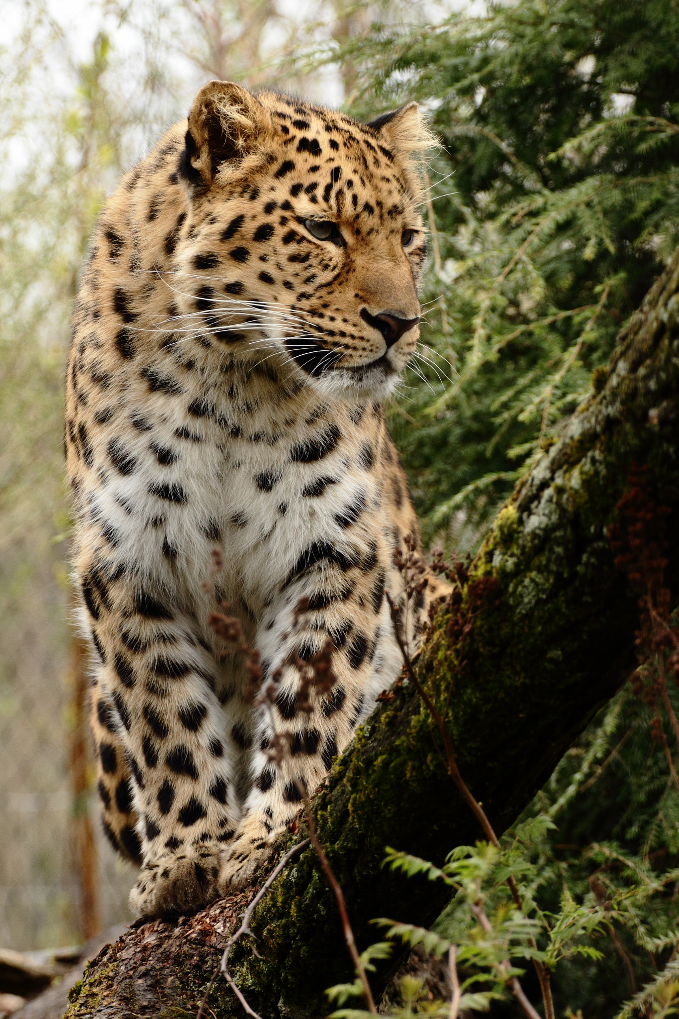 Amurleopard by Andre Promnitz - Photo 64843103 / 500px