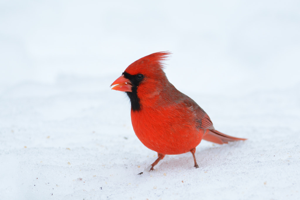 Northern Cardinal - Birds of Georgia: Top 10 Most Common Birds Found in Georgia: A Guide for Birdwatchers