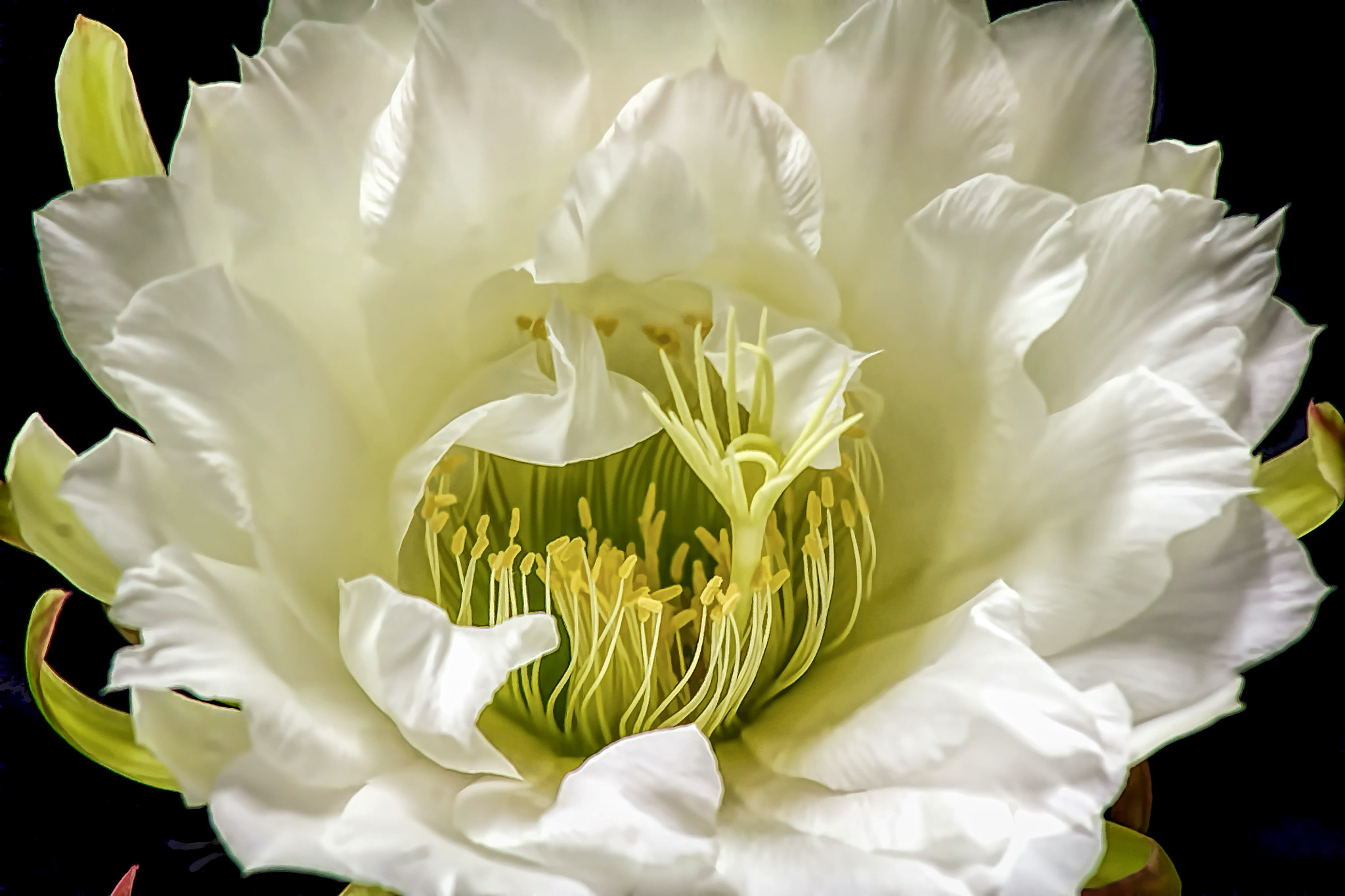 CACTI FLOWER
