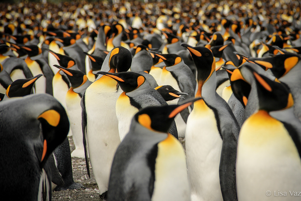 King Penguins by Lisa Vaz on 500px.com