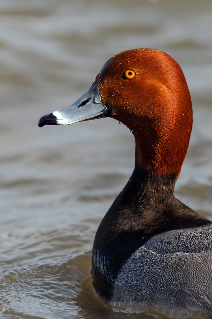 Portrait of a Redhead by Mike Bons on 500px.com