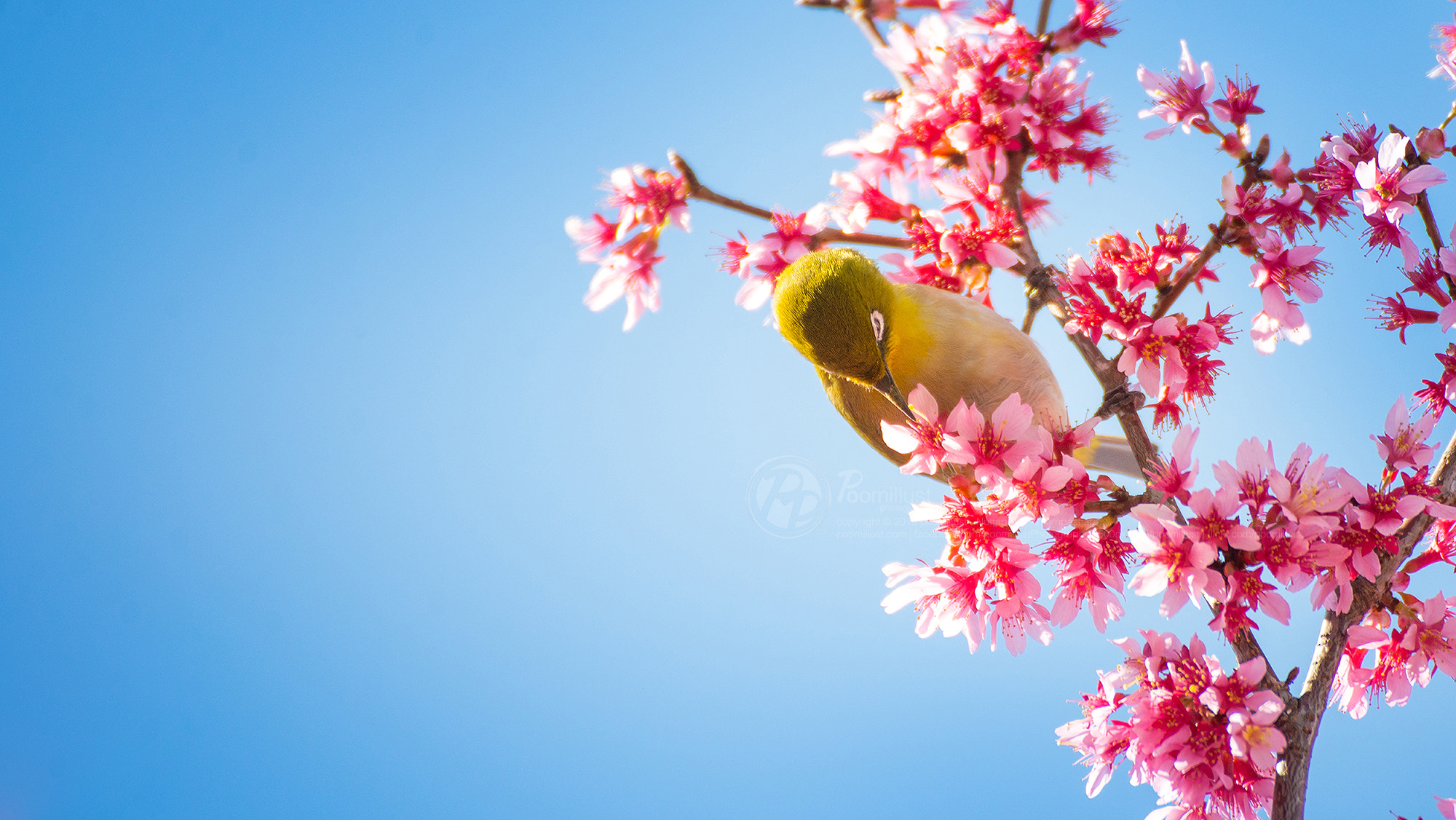 Sakura & White-eyes Bird