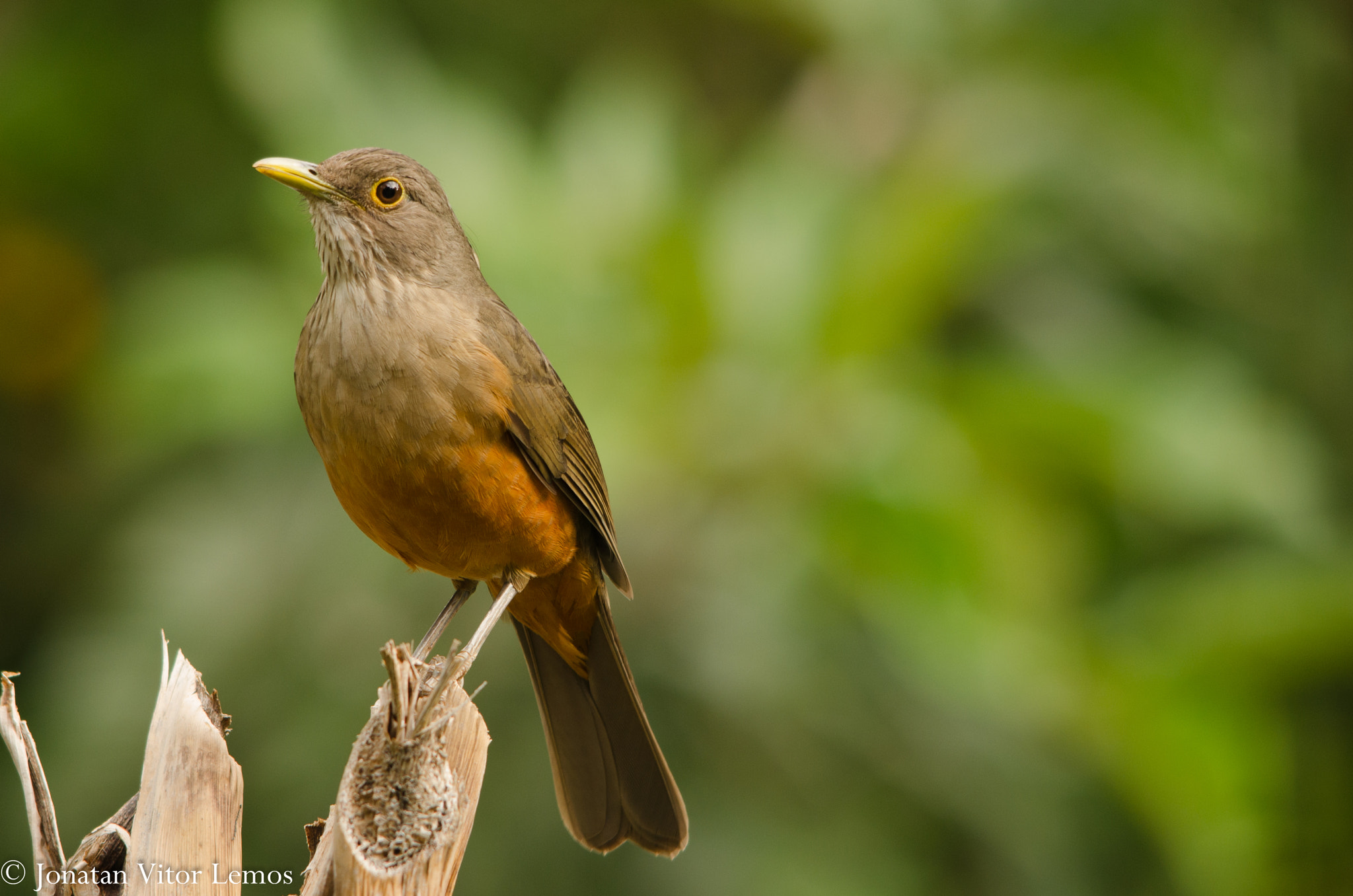 brazilian-national-bird-by-jonatan-vitor-lemos-500px