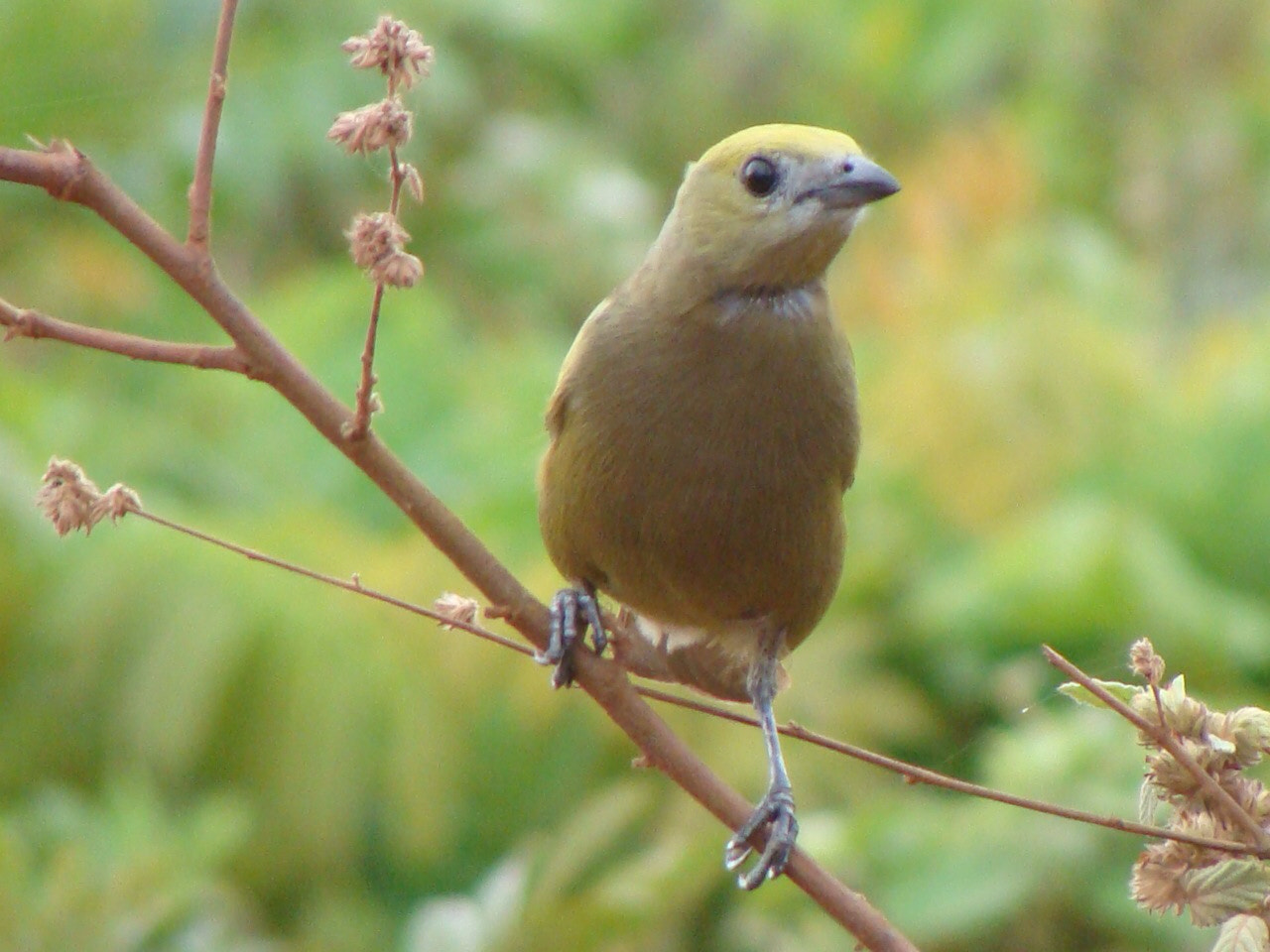 Little bird