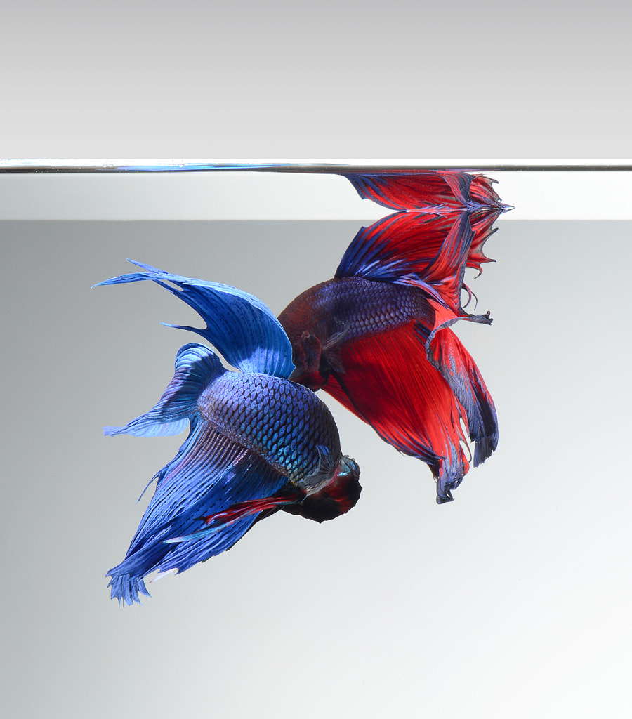 rhythmic by visarute angkatavanich on 500px.com