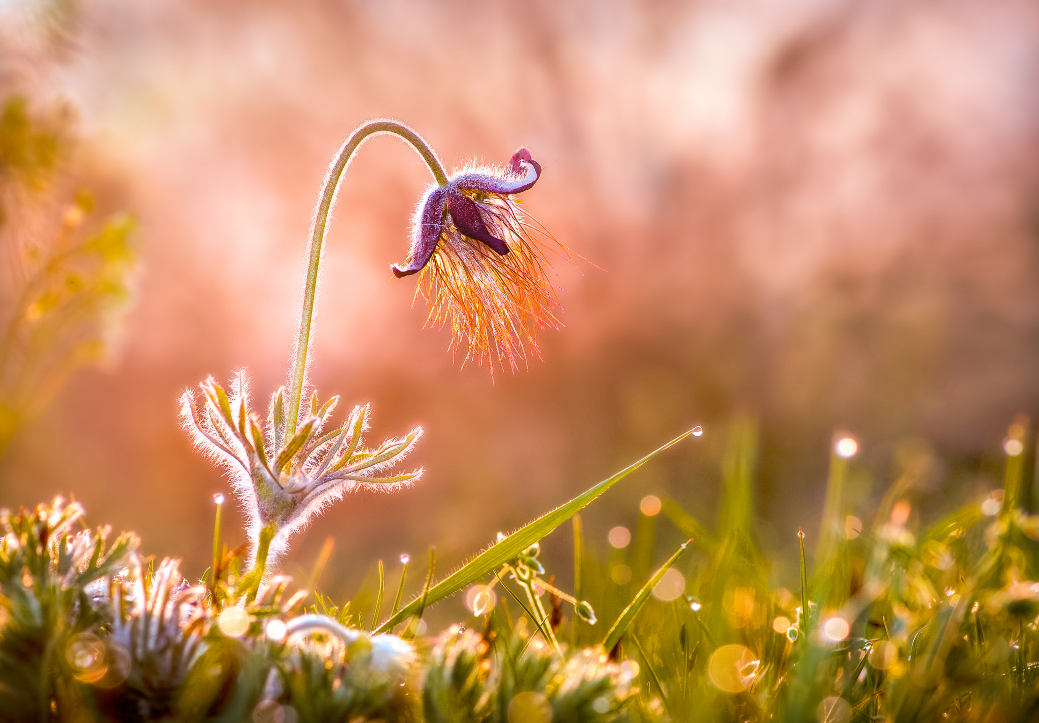 Pentax K20D sample photo. Pasque flower photography