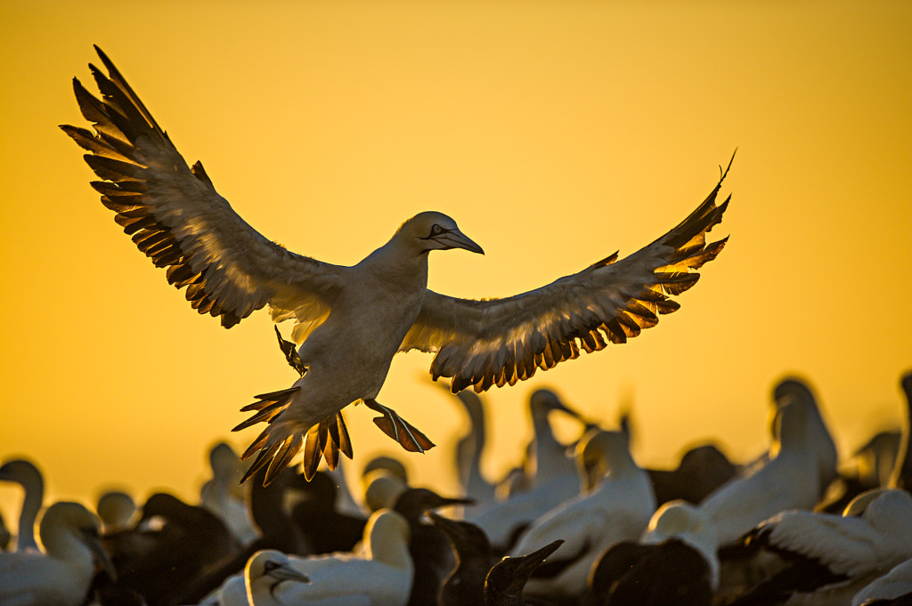 Golden Landing by Bridgena Barnard on 500px.com