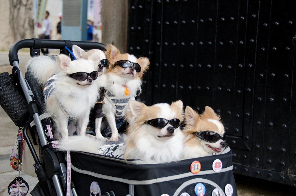 Pram with dogs wearing sunglasses by Andreas Altenburger on 500px.com