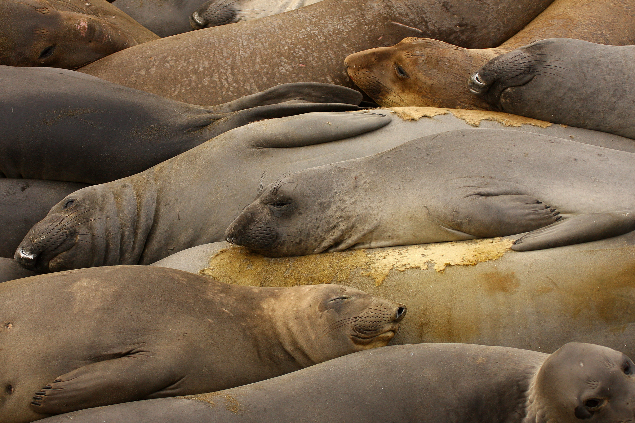 Northern elephant seal by Mario Melletti on 500px.com