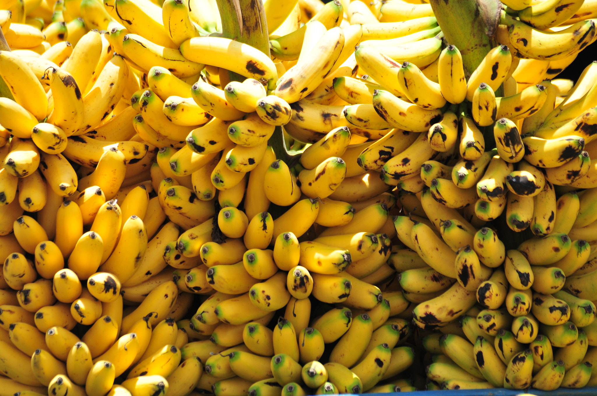 Bananas, Ecuador
