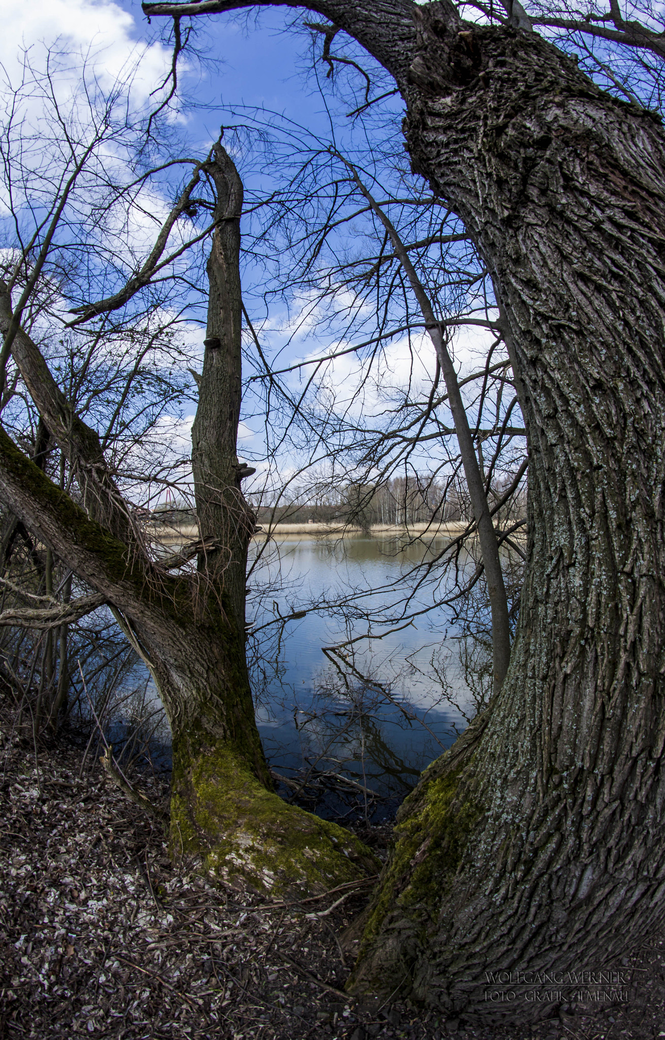 Spring sun on pond II