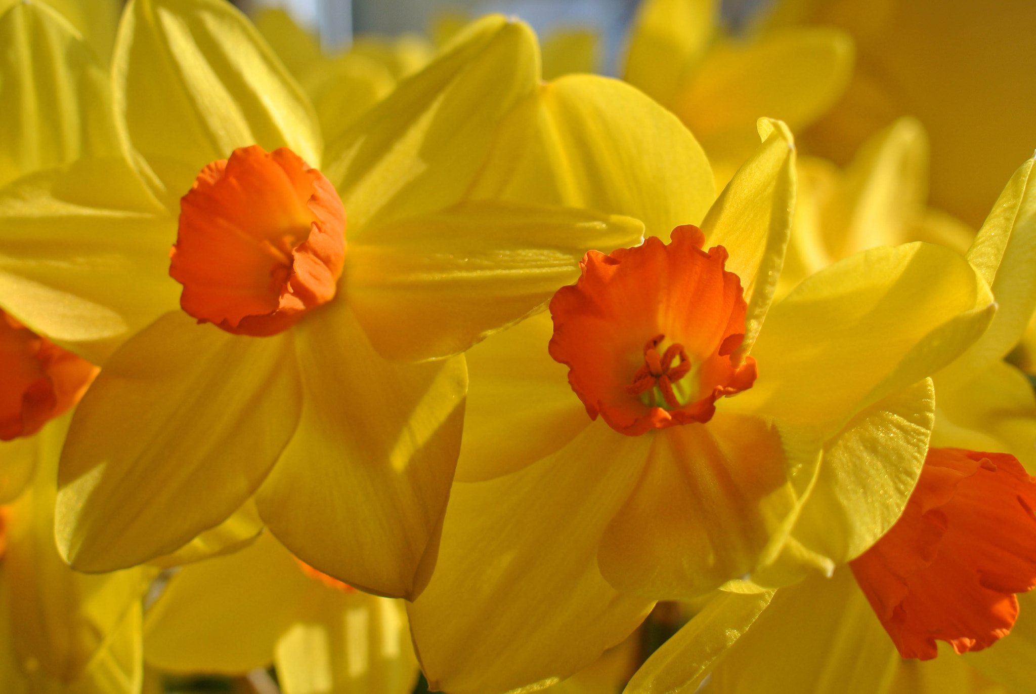 I know, more daffodils...