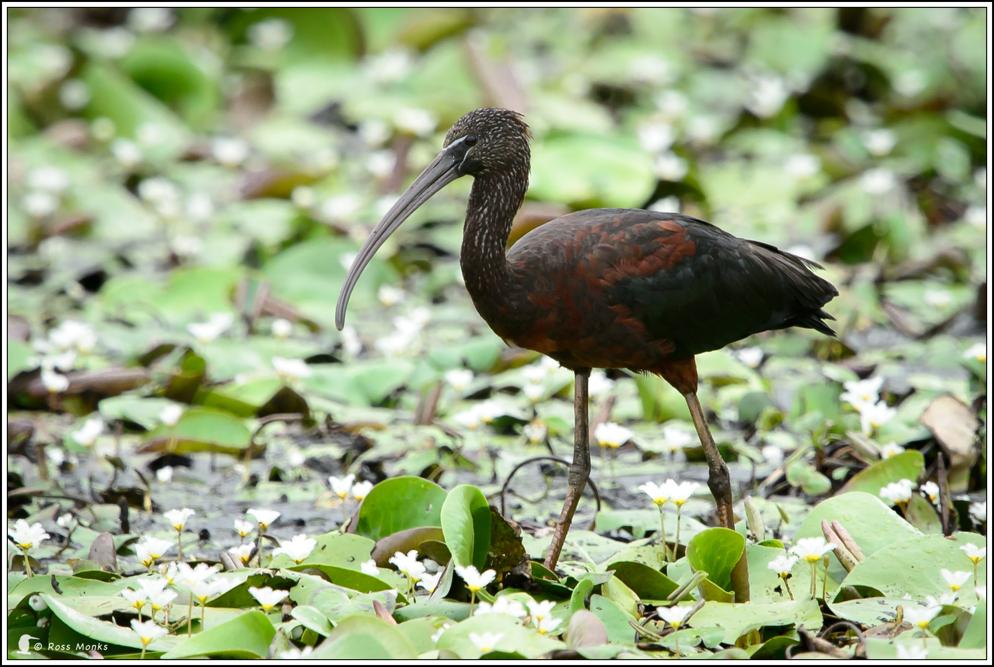 Nikon D4 + Nikon AF-S Nikkor 600mm F4G ED VR sample photo. Glossy ibis photography