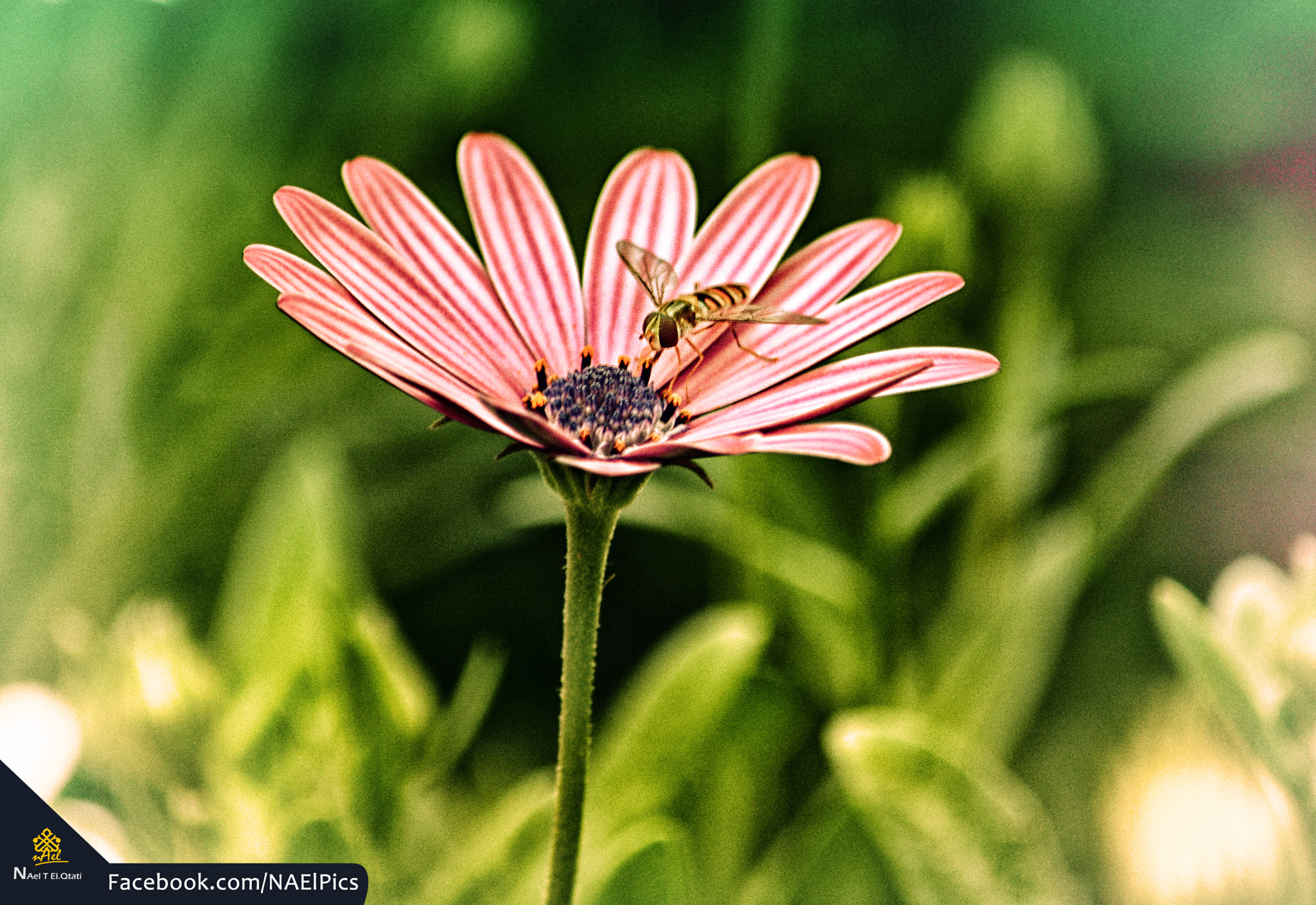 Flower And Bee