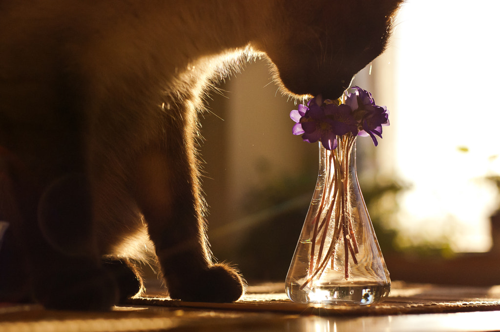 Softly by Modesta Chern on 500px.com