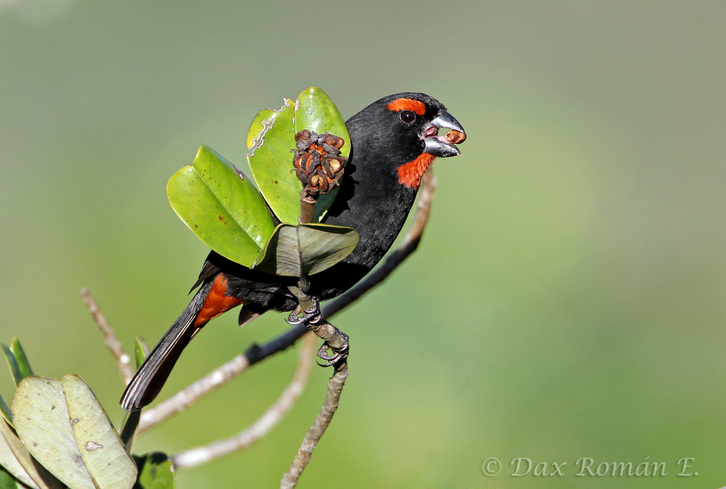 Gallito Prieto - Greater Antillean Bullfinch (Loxigilla violacea) by ...