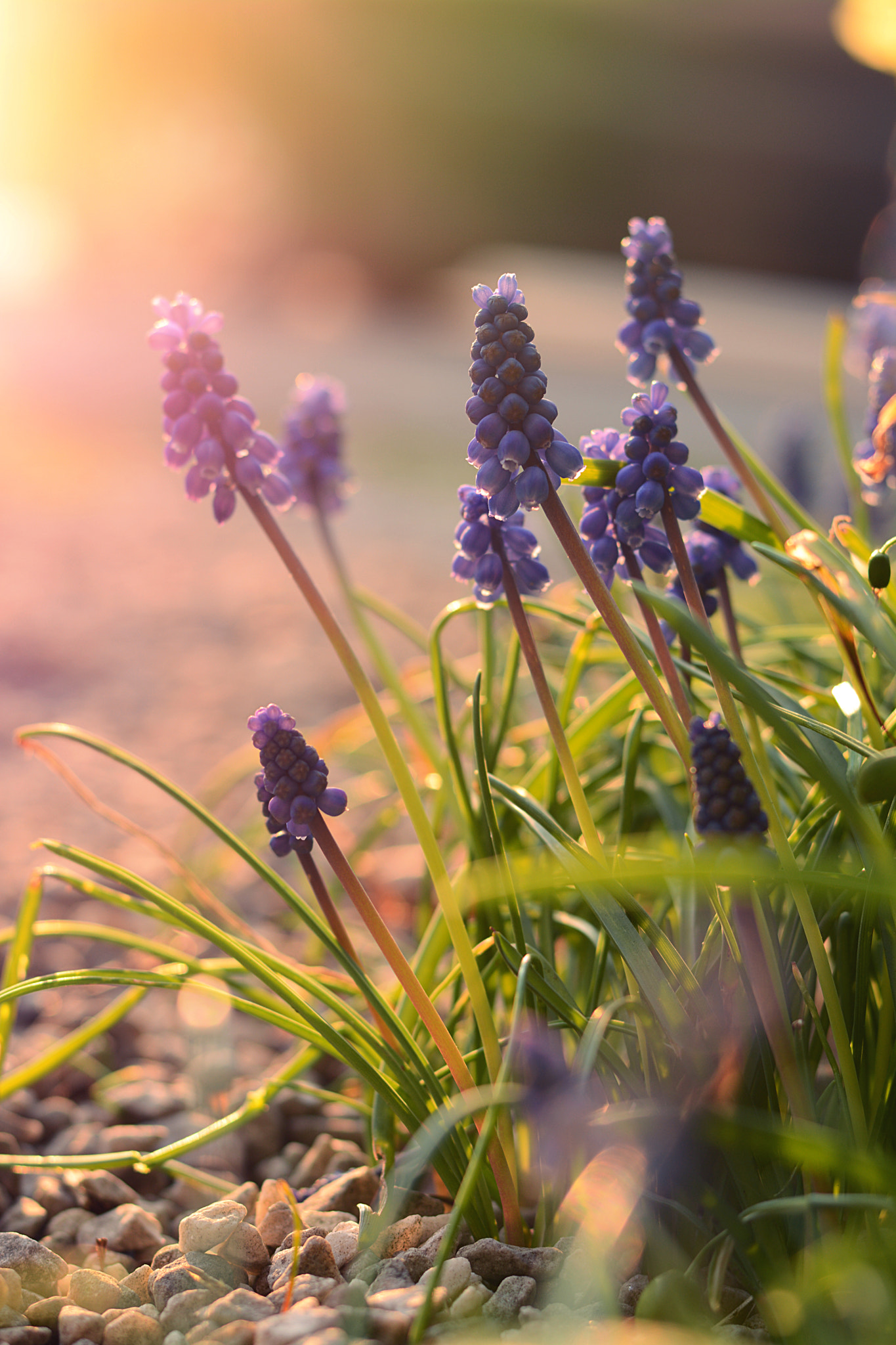 sunny grape hyacinth