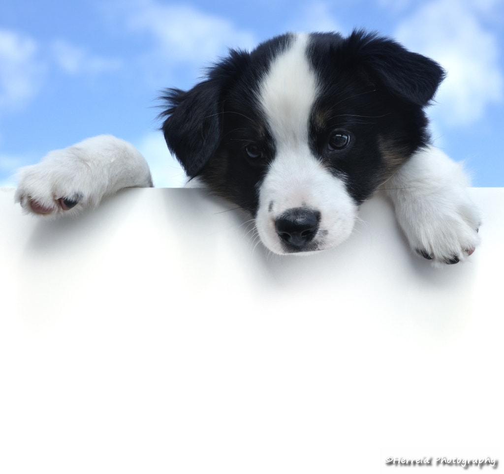 Australian Shepherd Puppy