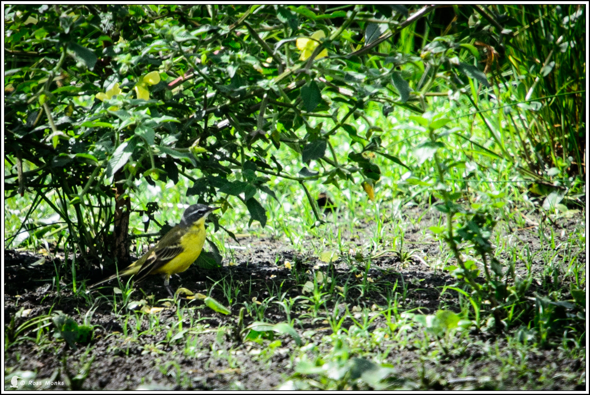 Nikon D4 sample photo. Eastern yellow wagtail photography